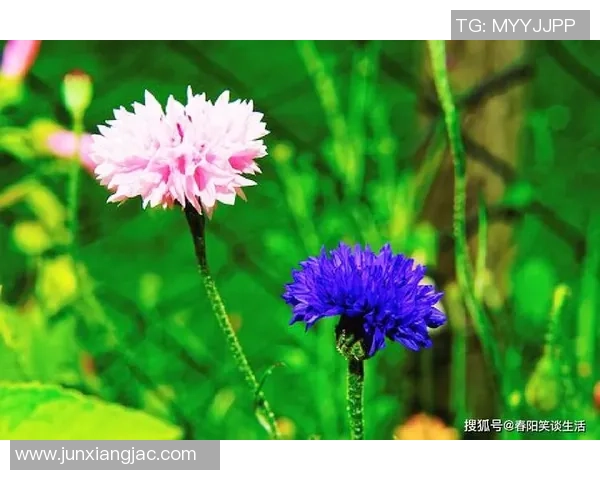 绝地重生！维拉五轮不胜后的九轮八胜，创造属于他们的奇迹！